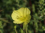 Narrowleaf evening-primrose